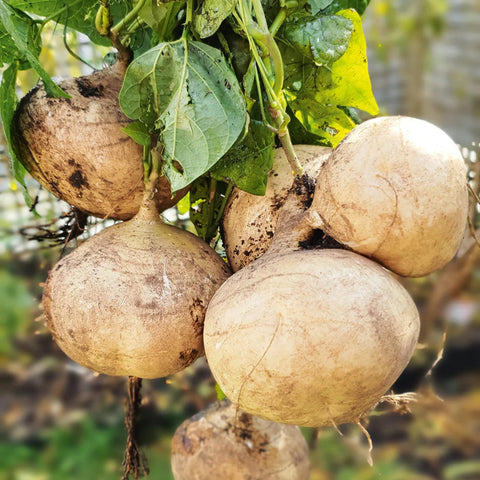 Wivolibe jicama seeds pack ready for home garden planting; drought-tolerant heirloom variety.