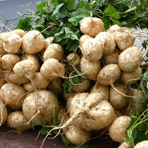 Wivolibe jicama seeds closeup shows glossy seeds ideal for drought-tolerant heirloom plantings.