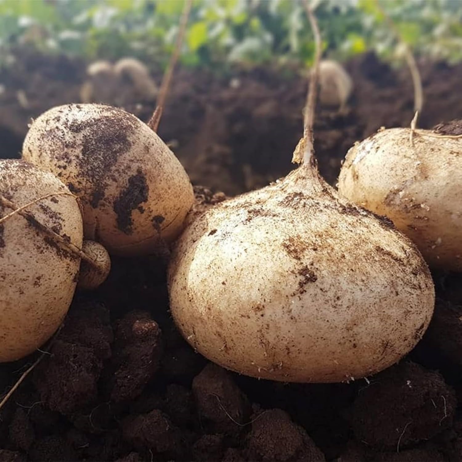 Wivolibe jicama seeds ready for sowing in the home garden, fostering resilient harvests.