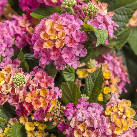 Wivolibe lantana plants spaced 30–90 cm for healthy growth.