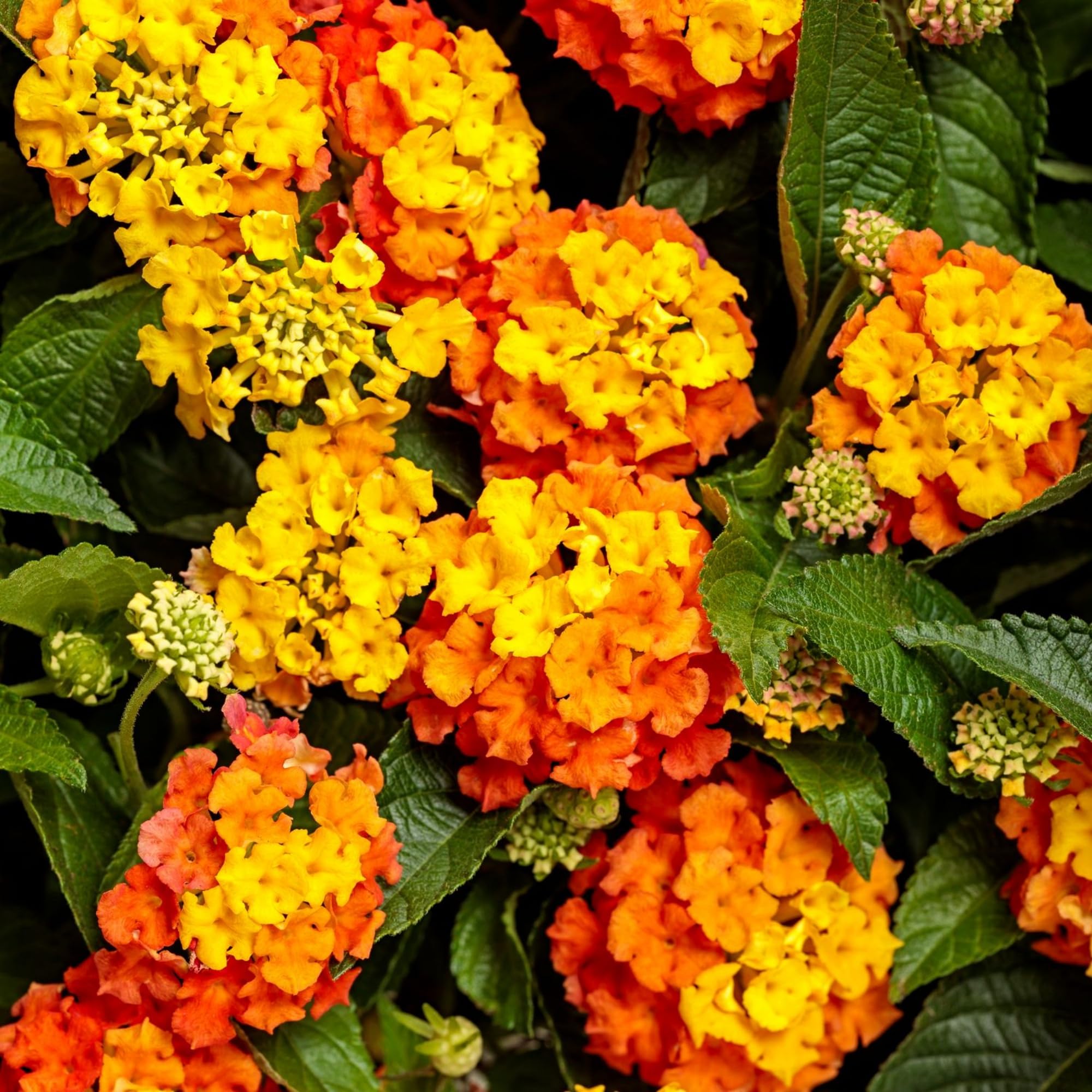 Wivolibe lantana flowers attract hummingbirds with nectar-rich blooms.