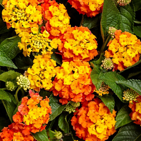 Wivolibe lantana flowers attract hummingbirds with nectar-rich blooms.