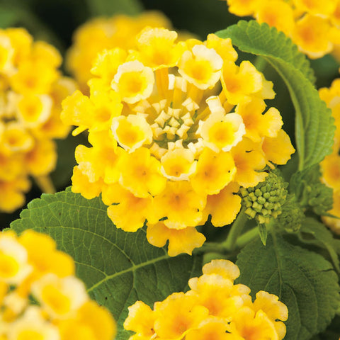 Wivolibe lantana in sunny borders invites butterflies and color.