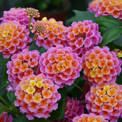Wivolobe lantana seeds germinating in warm soil to boost color.