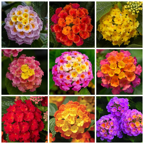Wivolibe lantana seeds in mixed colors ready to plant for vibrant blooms.