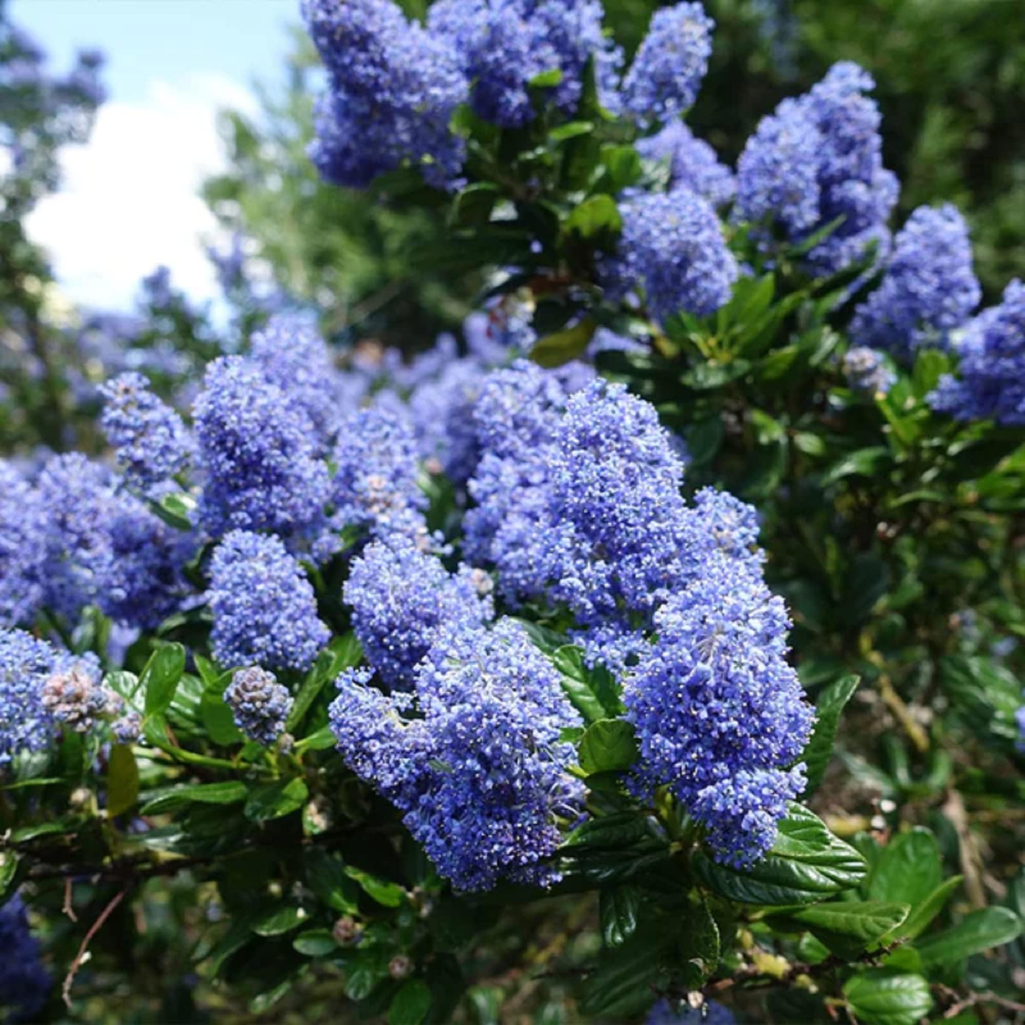 Bountiful Wivolibe lilac blooms emit a pleasant fragrance in a garden.