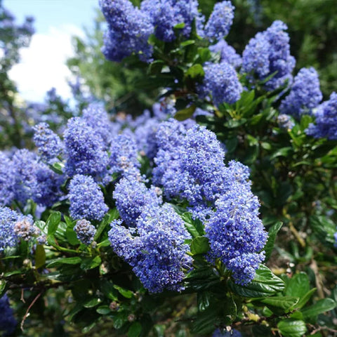 Bountiful Wivolibe lilac blooms emit a pleasant fragrance in a garden.