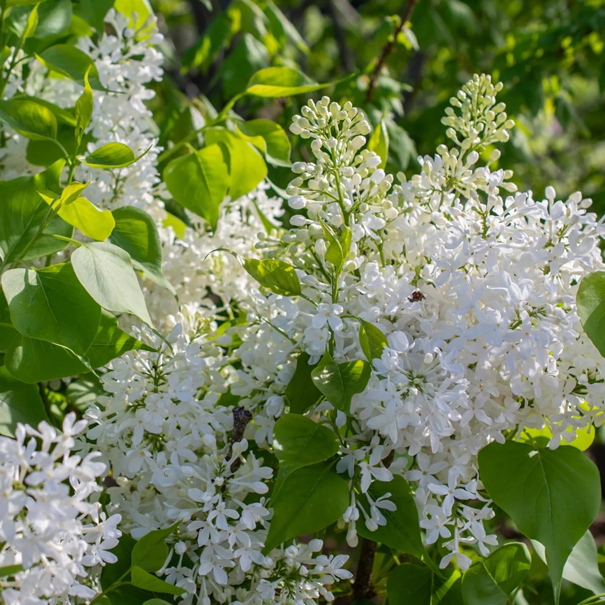 Wivolibe lilacs thriving in full sun border with fragrance.