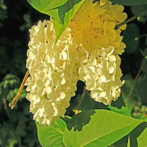 Young Wivolibe lilac seedling ready to establish in a moist bed.