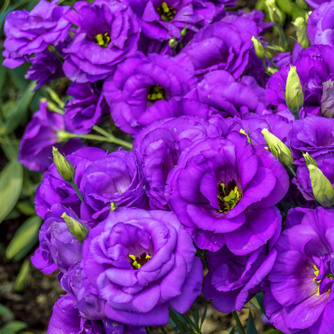 Wivolibe lisianthus double blooms close-up showing delicate petals.
