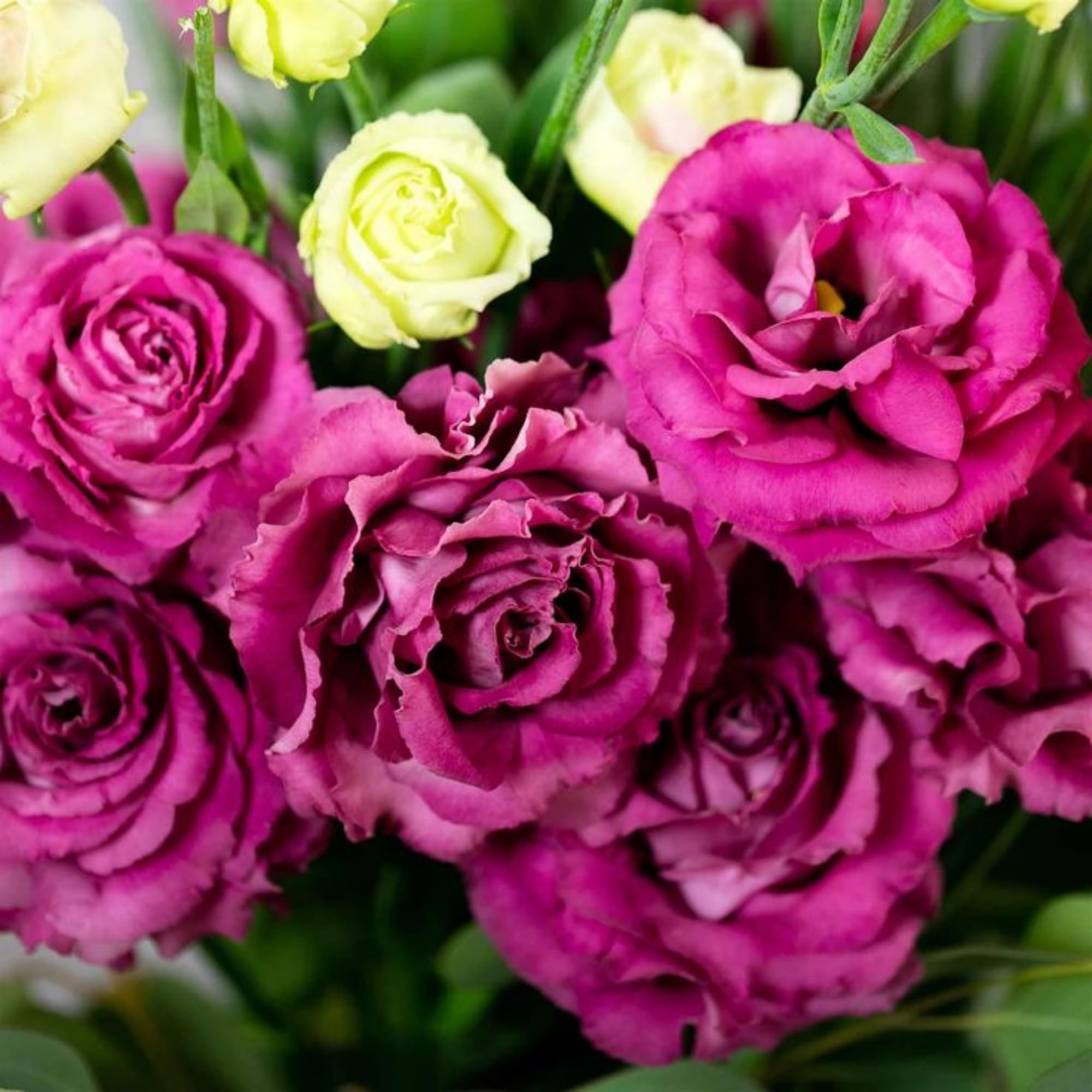 Wivolibe lisianthus mixed colors buds brighten garden beds.