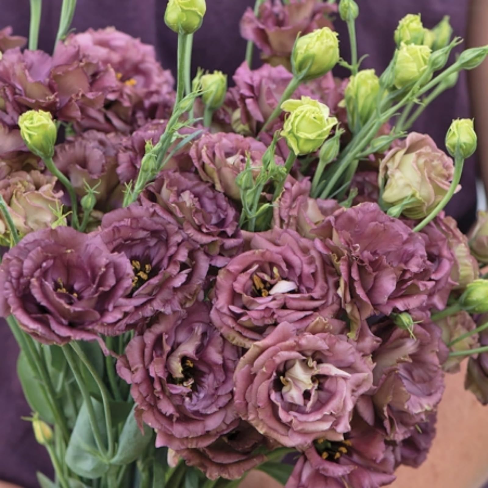 Wivolibe lisianthus packaging ensures high-quality seed kit.