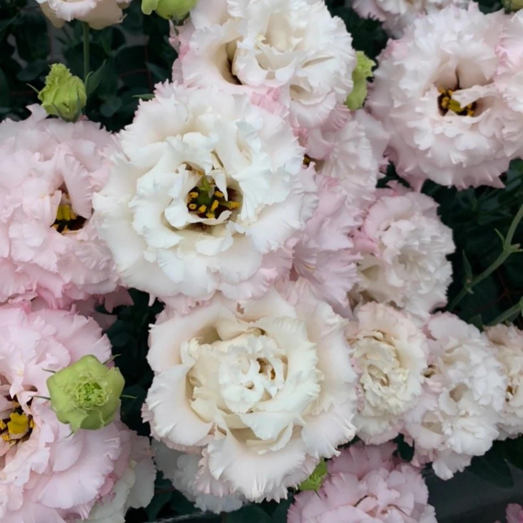 Wivolibe lisianthus plants thriving in a sunlit garden border.