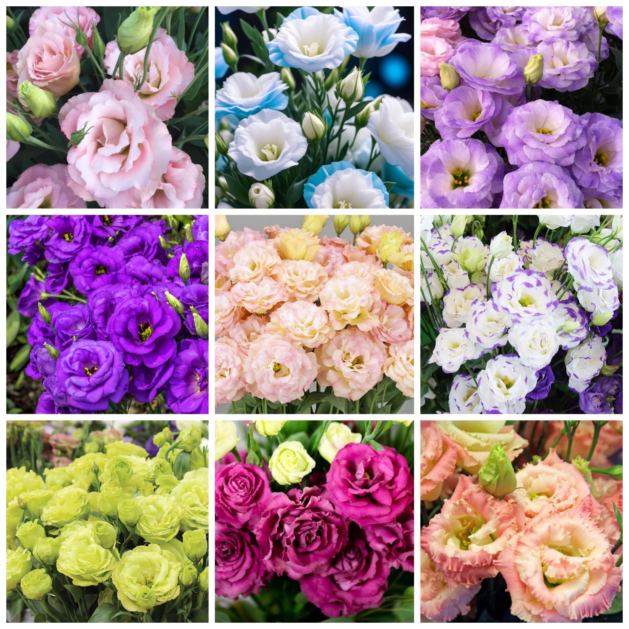 Wivolibe lisianthus seeds 1000+ pack for vibrant garden blooms.