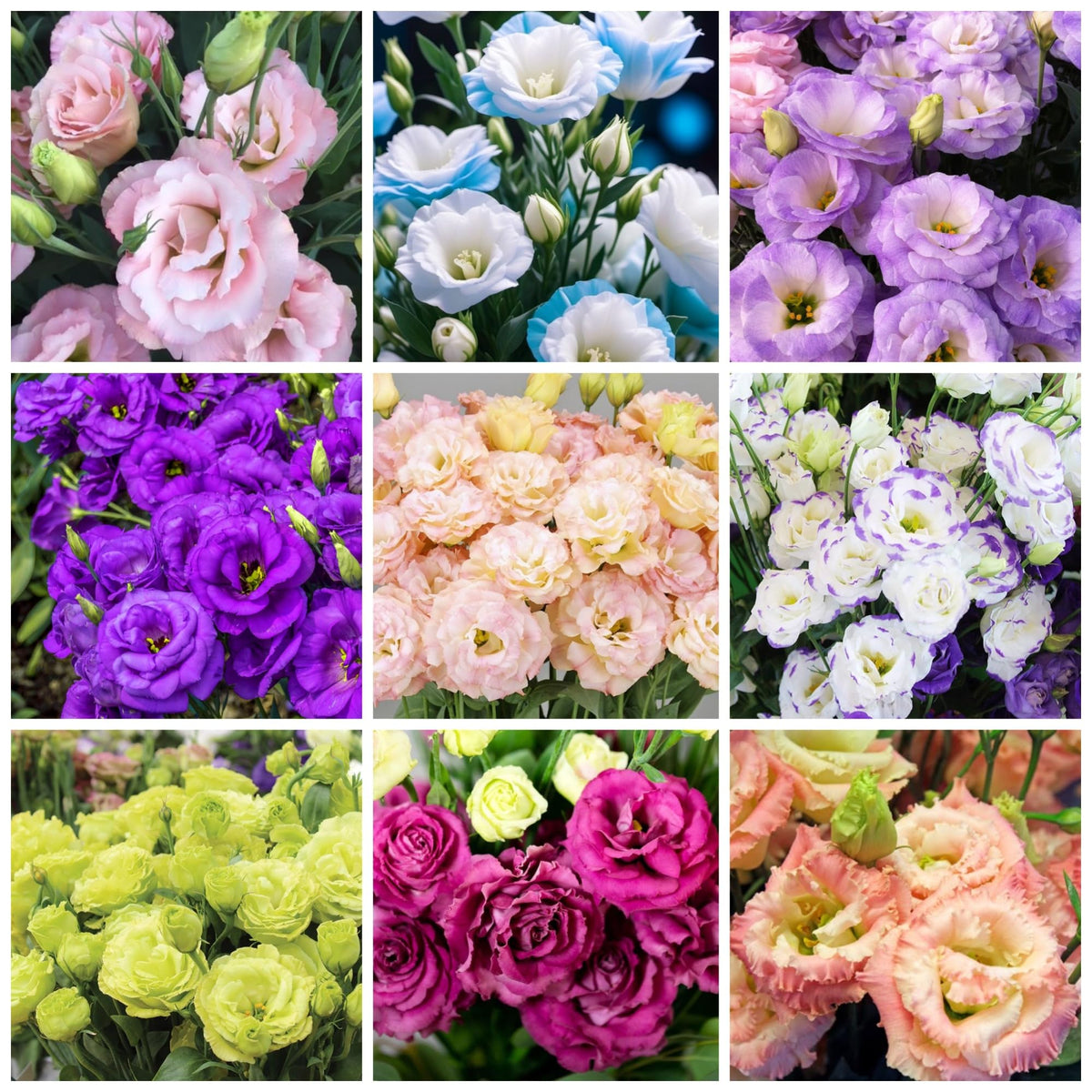 Wivolibe lisianthus seeds 1000+ pack for vibrant garden blooms.