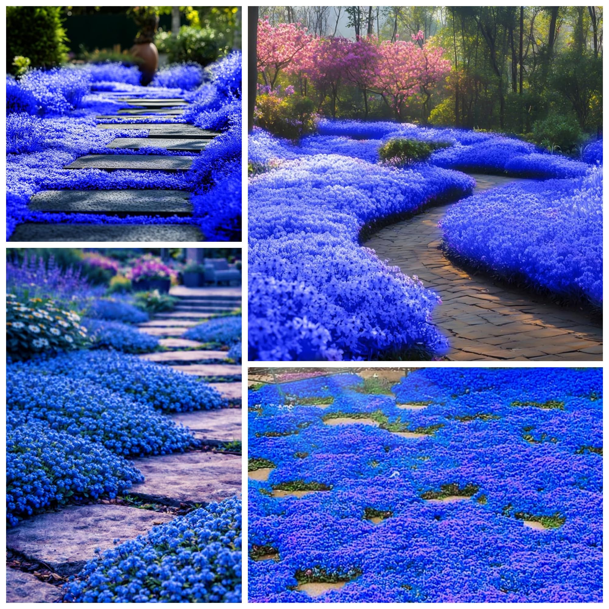 Wivolibe magic blue creeping thyme seeds ground cover for sunny borders attracts pollinators