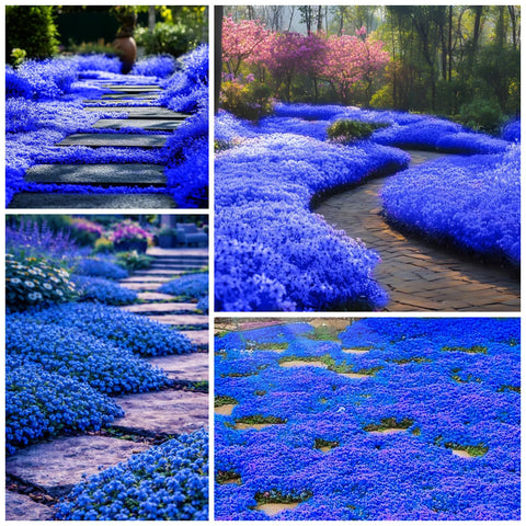 Wivolibe magic blue creeping thyme seeds ground cover for sunny borders attracts pollinators