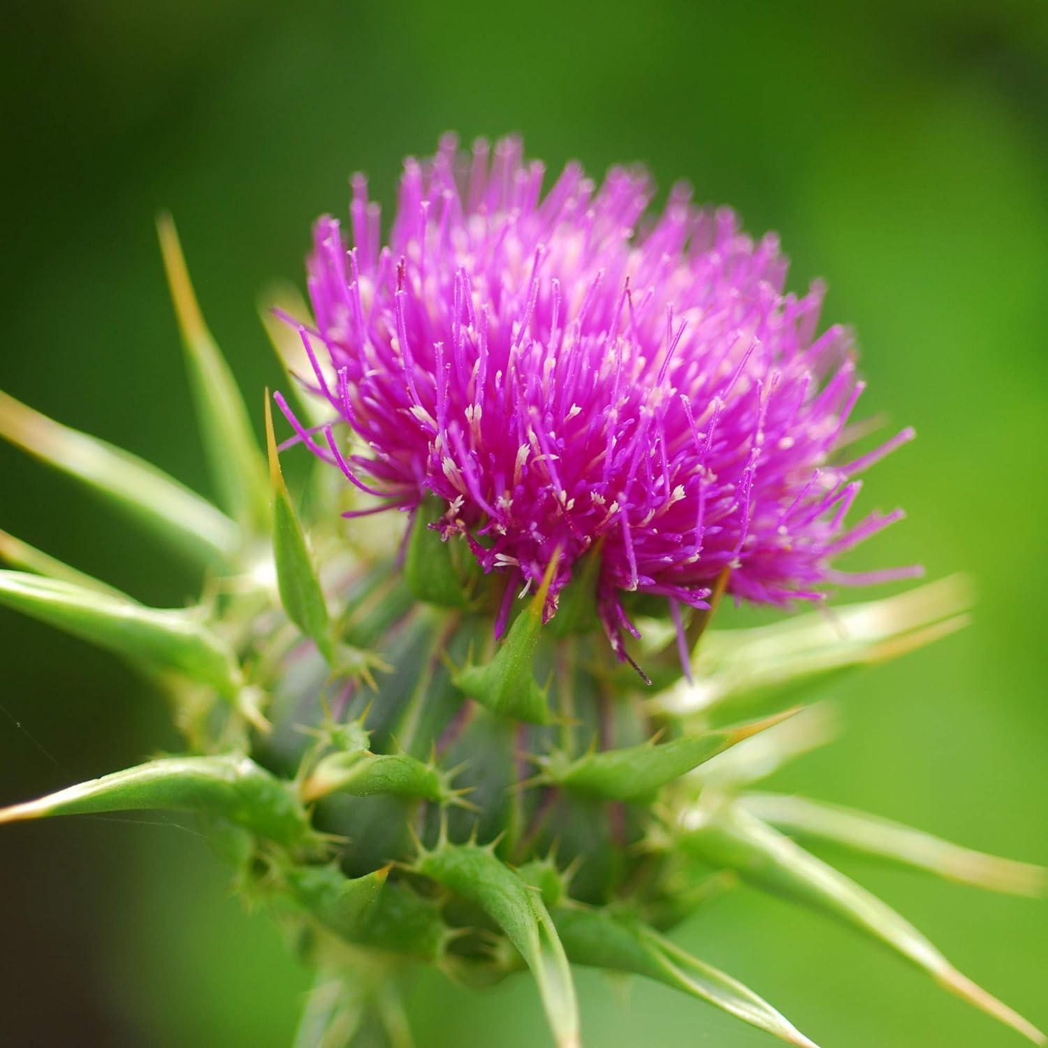 Wivolibe milk thistle in bloom, color and texture for garden borders.