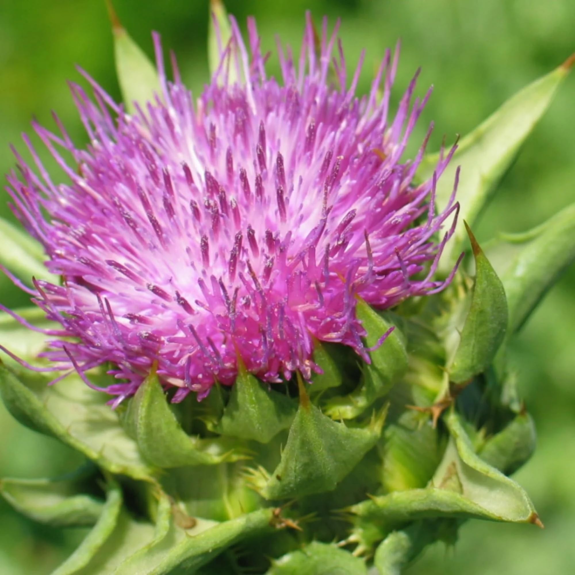 Wivolibe milk thistle seeds germinating in pots, great for balcony gardens.
