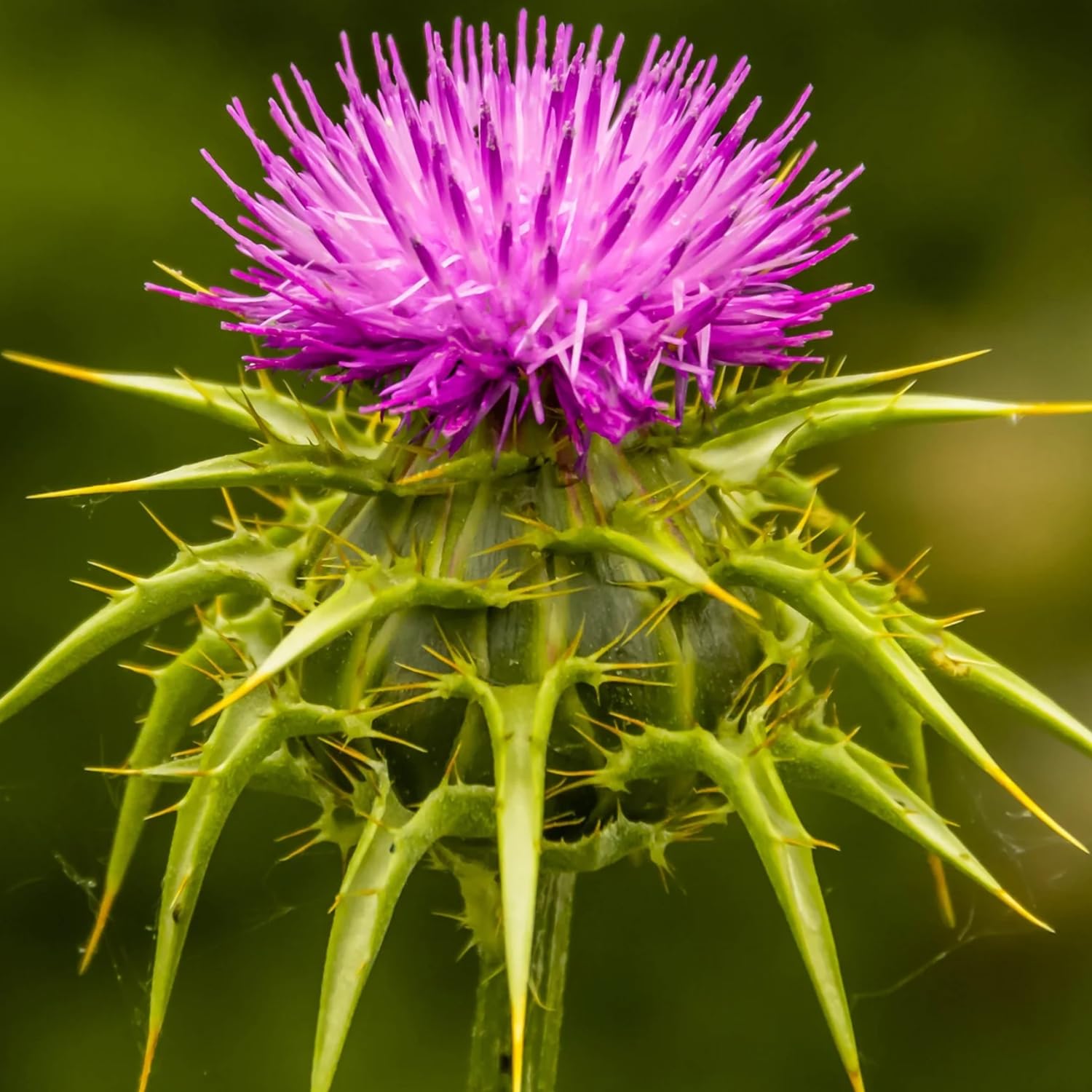 Wivolibe milk thistle seeds packaging, easy to sow in home herb gardens.