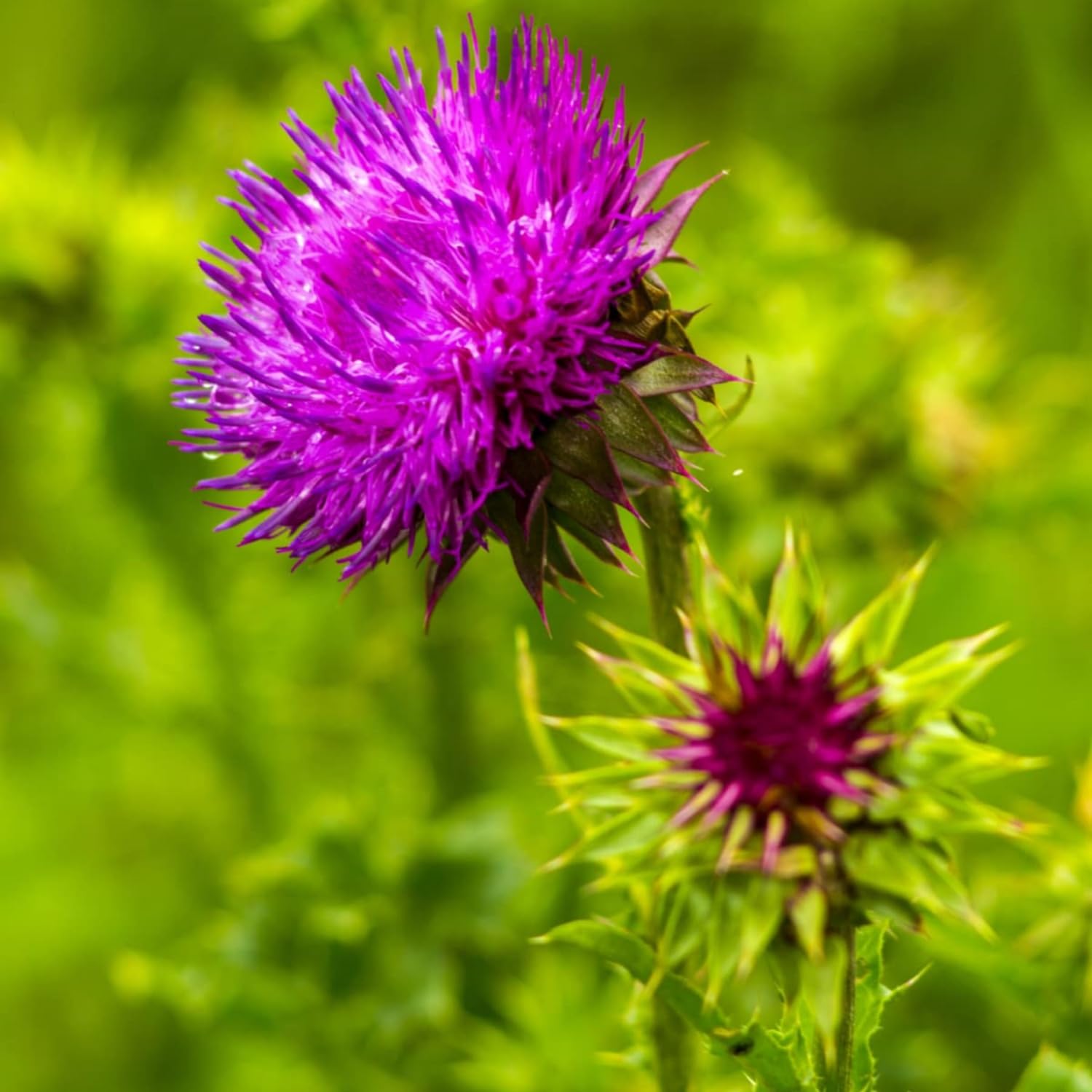 Wivolibe milk thistle seeds close-up, texture ideal for reliable germination.