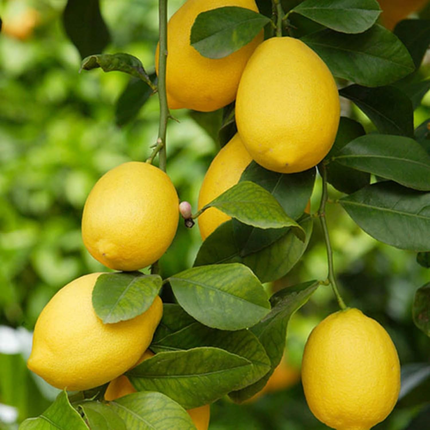 Wivolibe Mix Dwarf Bonsai Seeds close-up emphasizes seed quality for reliable germination.