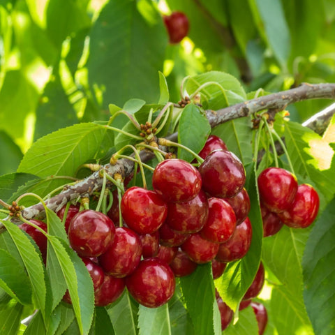 Wivolibe Mix Dwarf Bonsai Seeds varieties image highlights diverse pack options for small-space fruit growing.