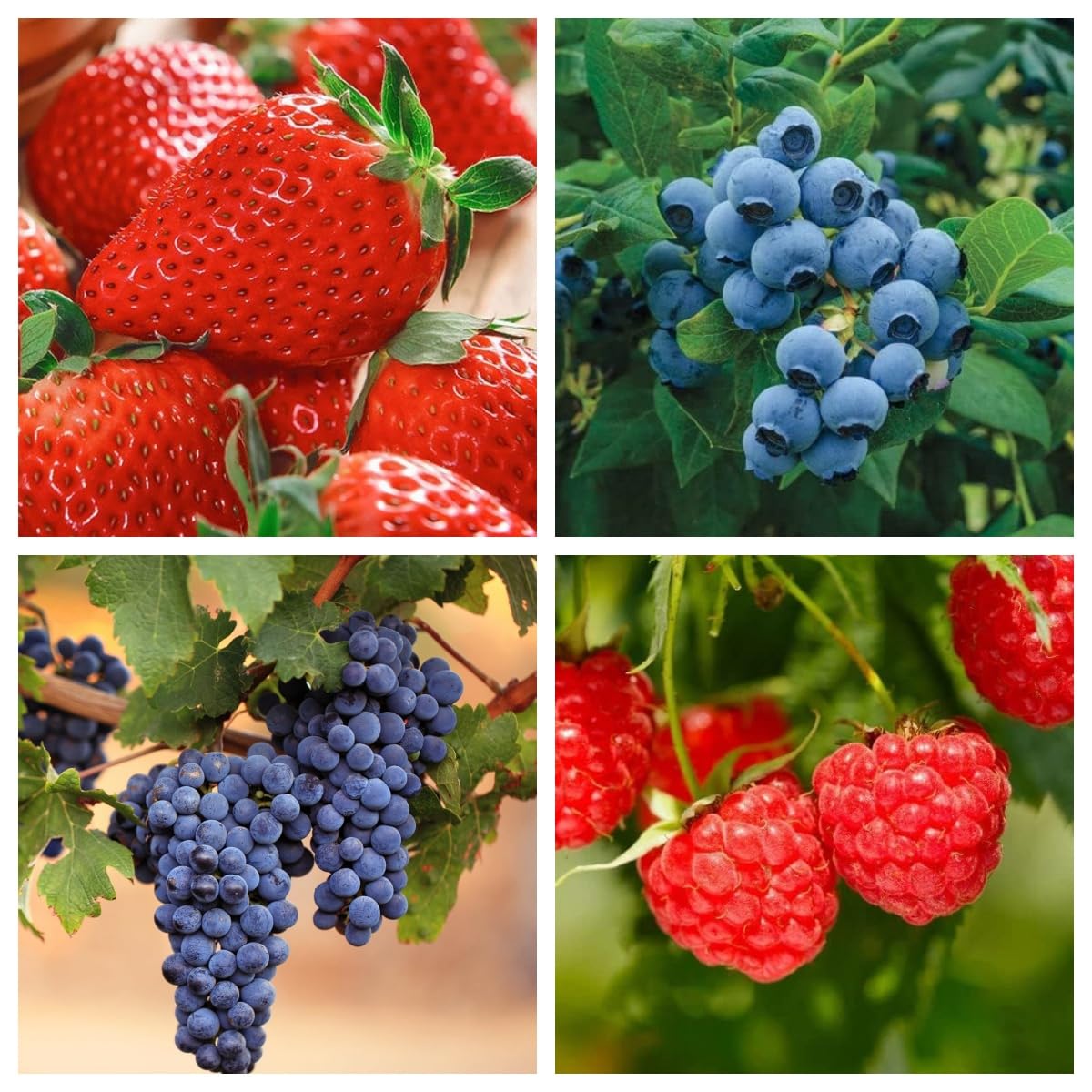 Wivolibe mixed fruit seeds pack for diverse home harvests