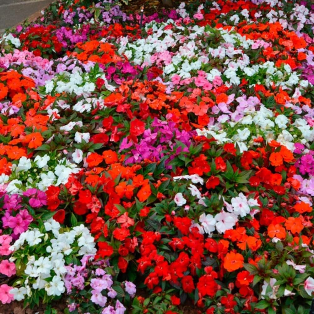 Wivolibe mixed impatiens seeds bundle for shaded borders and container plantings