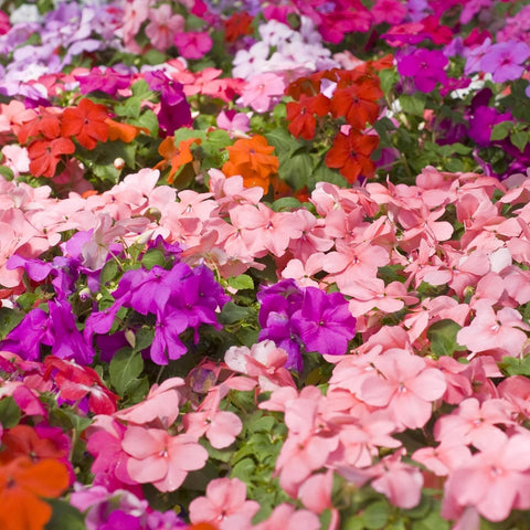 Wivolibe mixed impatiens seeds in containers ready for elevated color touch.