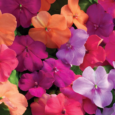 Wivolibe mixed impatiens seeds for shade gardens, forming quick, lush flowering beds.
