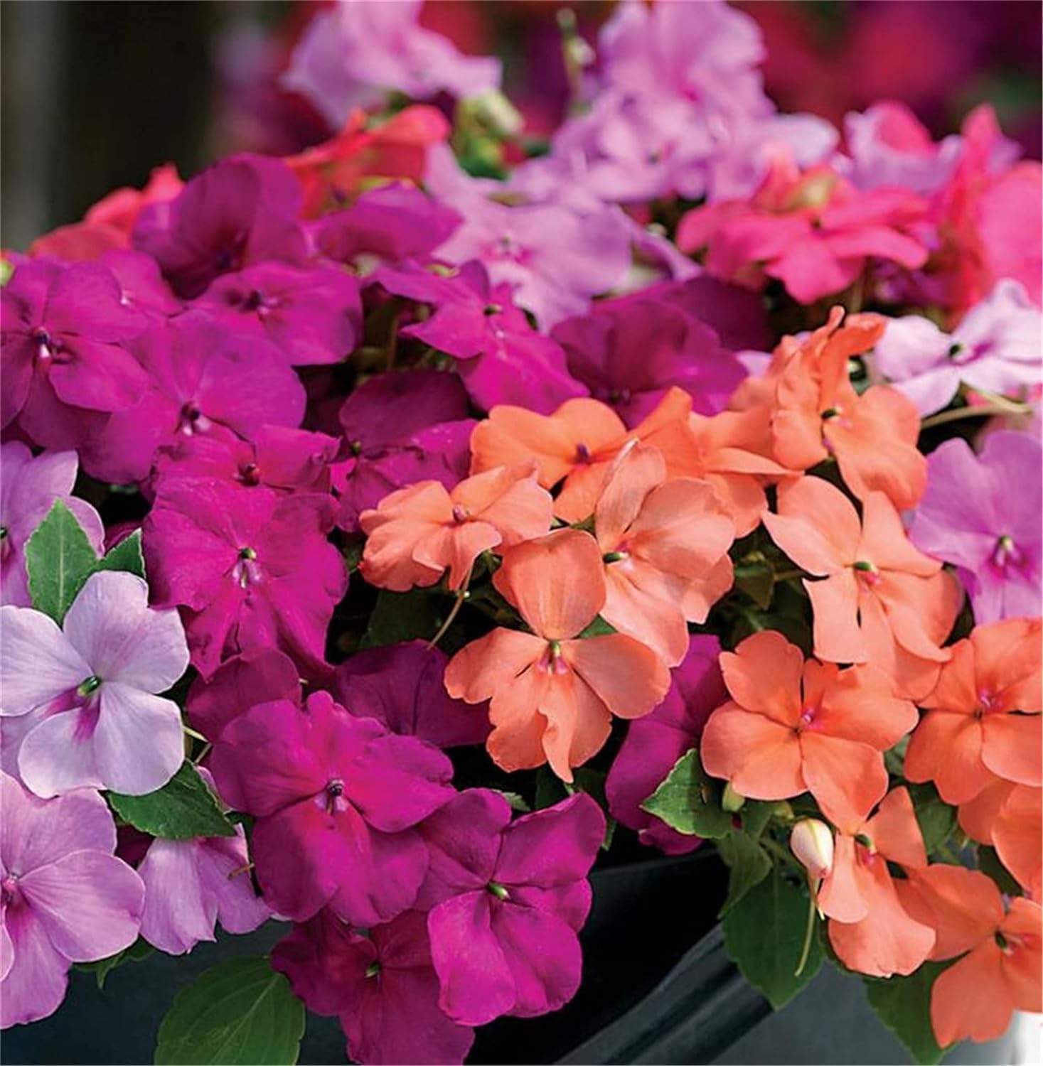 Wivolibe mixed impatiens seeds for shade gardens in a beds display.