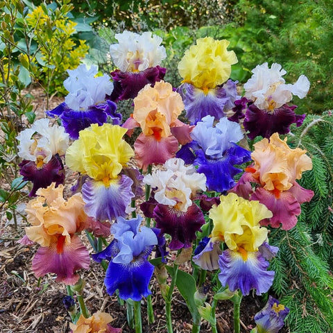Wivolibe mixed iris seeds promote May–June bloom with vibrant color.