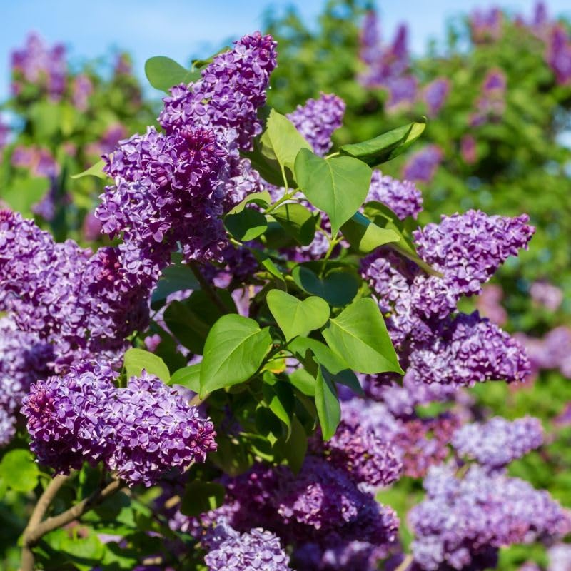 Close-up of Wivolibe lilac seeds showing tiny shapes for sowing.
