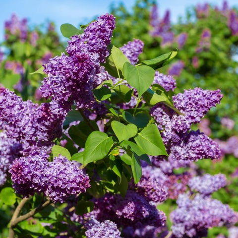 Close-up of Wivolibe lilac seeds showing tiny shapes for sowing.