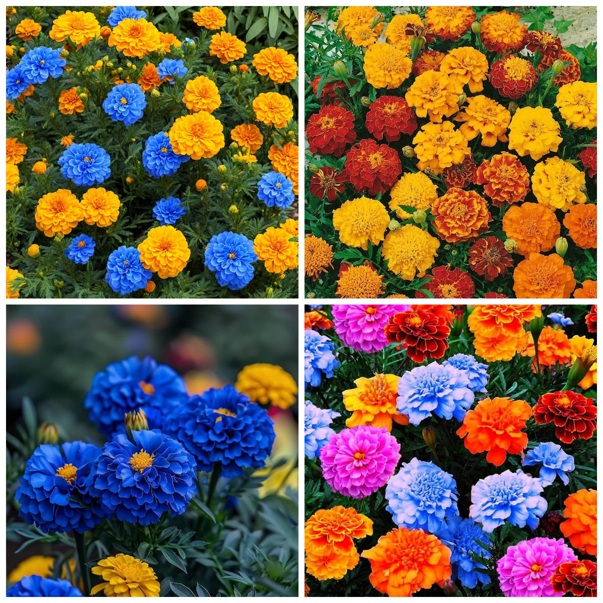 Wivolibe mixed marigold seeds seed packet for vibrant color
