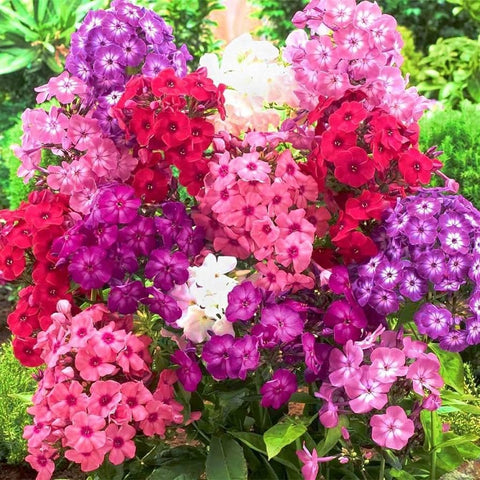 Wivolibe mixed phlox seeds garden bed sowing for ground cover
