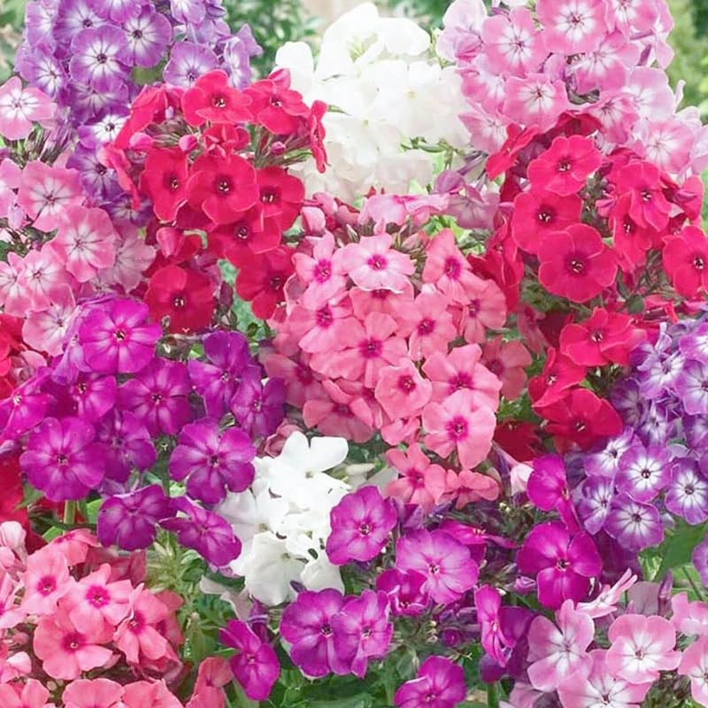 Wivolibe mixed phlox seeds seed packet for vibrant garden color