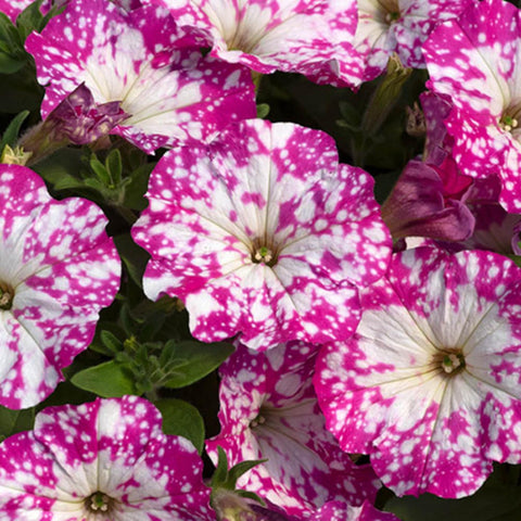 Wivolibe moist-well-drained soil seeds thrive in full sun to partial shade.