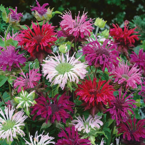Wivolibe monarda didyma flower bloom adds vibrant color to borders.