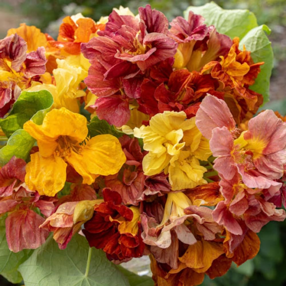 Wivolibe climbing nasturtium vines add vertical interest to borders.
