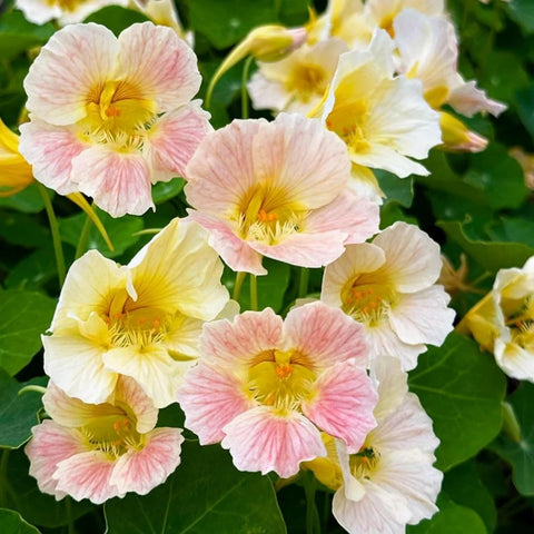 Wivolibe nasturtium flowers in mixed colors attract pollinators
