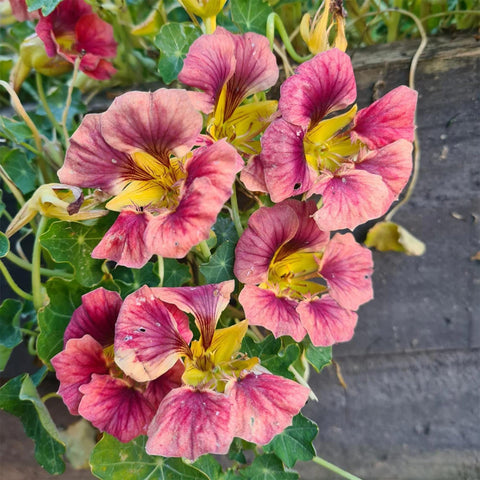 Wivolibe nasturtium growing vine in early stage for trellises