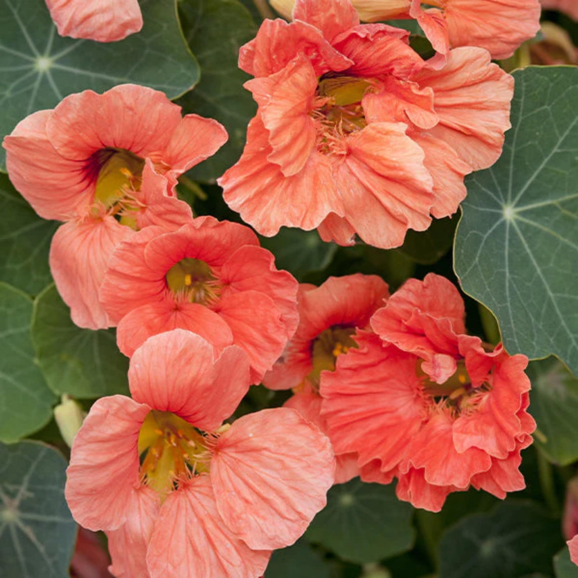 Wivolibe nasturtium leaves provide bold color in borders