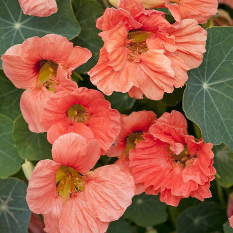 Wivolibe nasturtium leaves provide bold color in borders