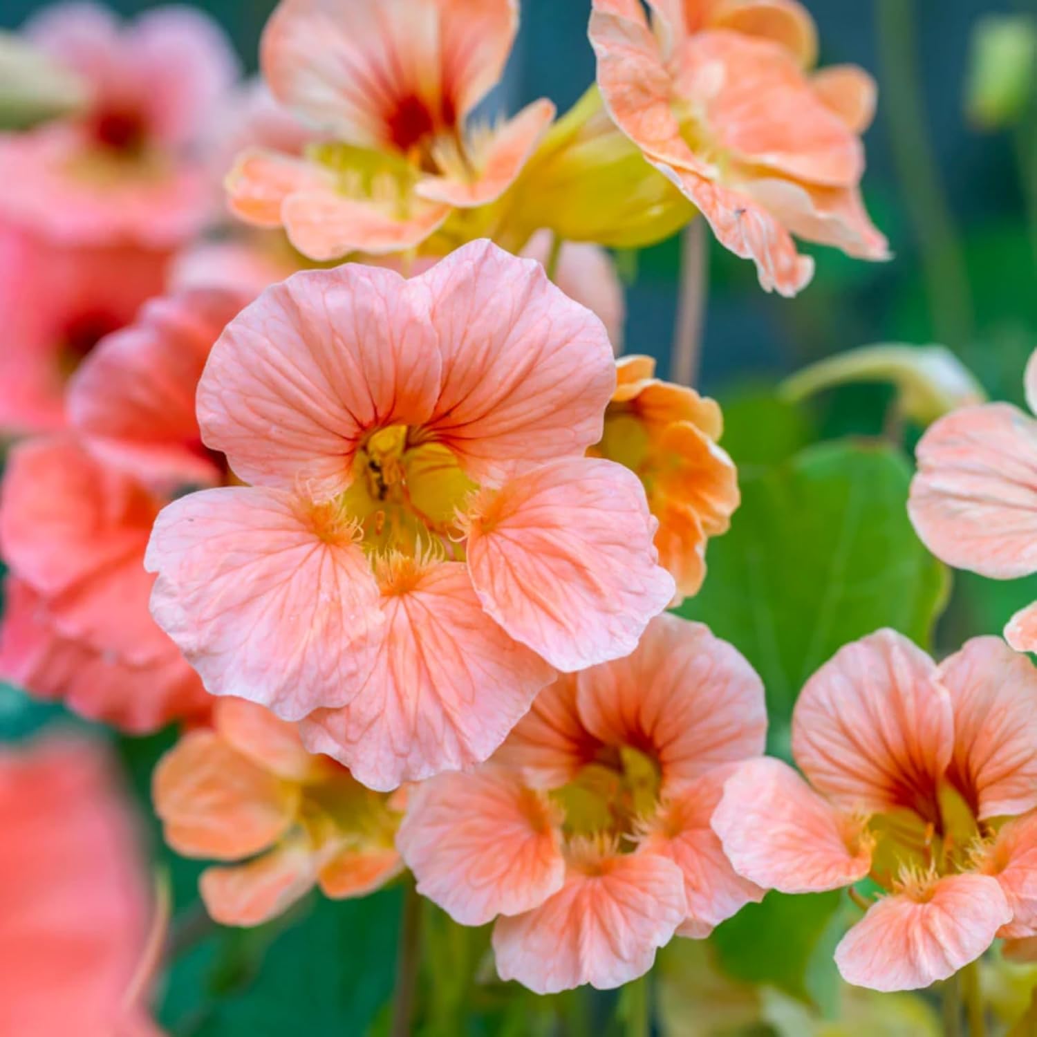 Wivolibe nasturtium seeds close-up for vibrant garden color