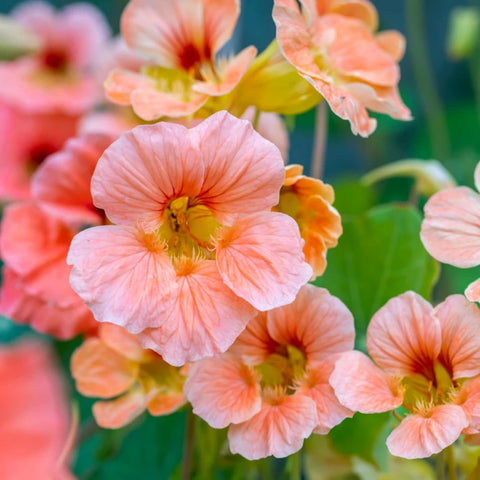 Wivolibe nasturtium seeds close-up for vibrant garden color