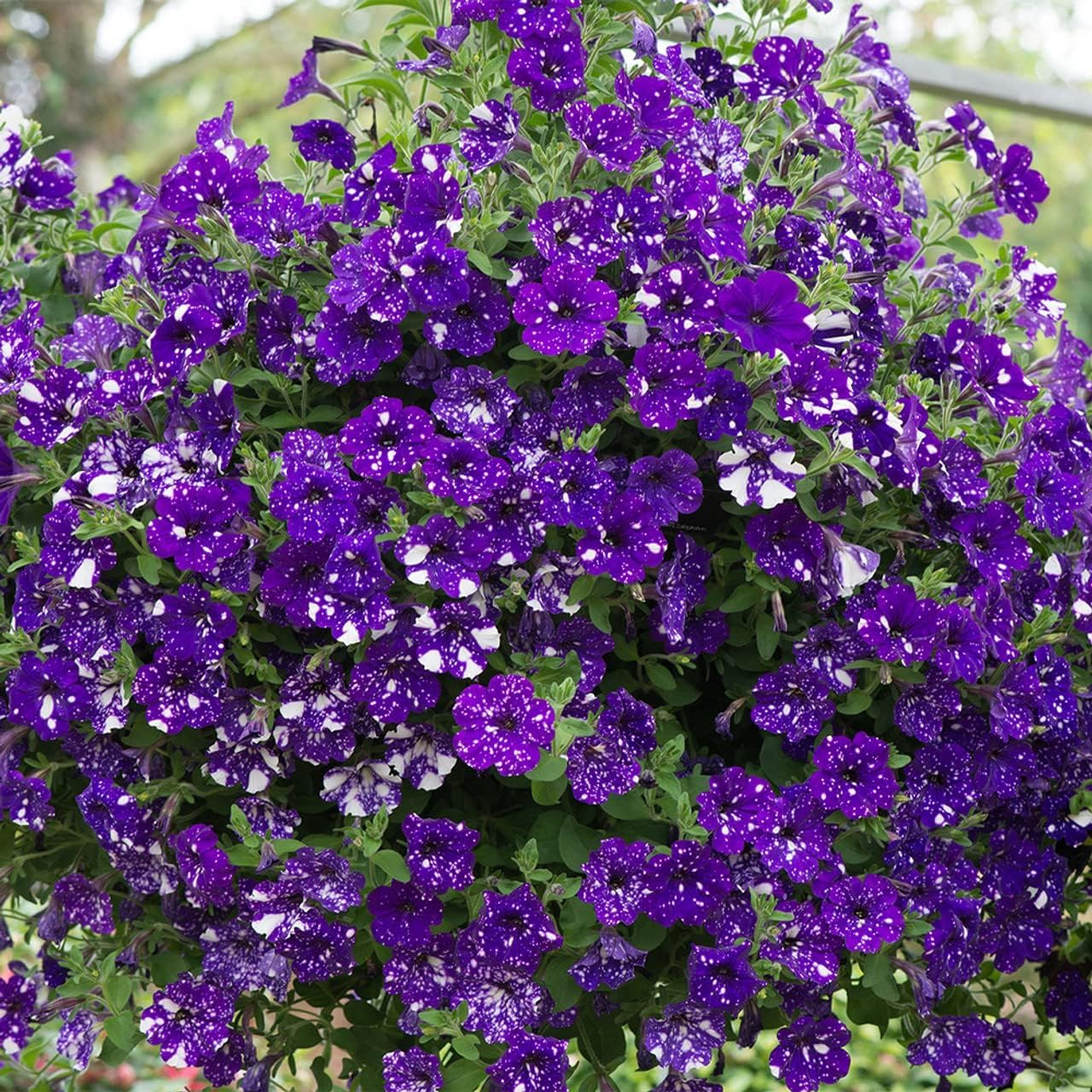 Wivolibe Night Sky Petunia seeds germination process promotes easy home gardening.