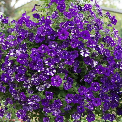 Wivolibe Night Sky Petunia seeds germination process promotes easy home gardening.