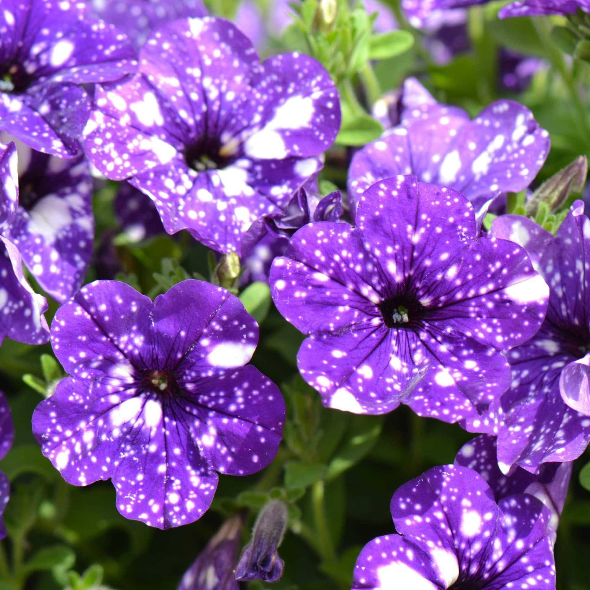 Wivolibe Night Sky Petunia seeds sown indoors show timing for spring blooms.